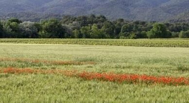 Agriculture