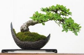 arbrejaponais