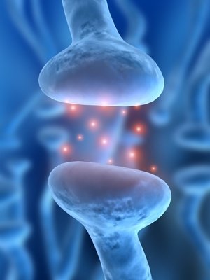 Stress et transmission neuronale…