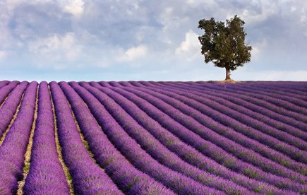 La lavande contre le stress