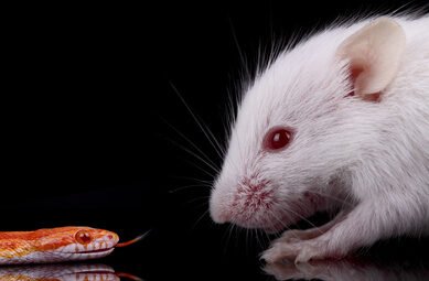 rat stress