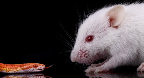 Chez le rat, stress rimerait avec routine