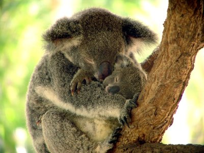 Les koalas sont stressés