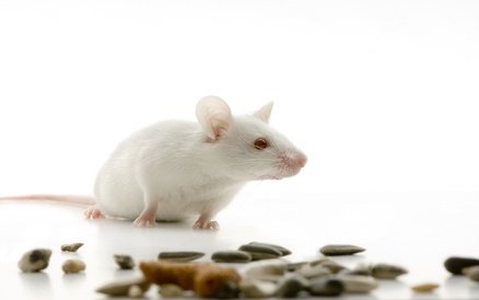 Stress et propagation du cancer…