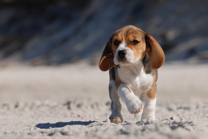Des chiens au secours du stress post traumatique…