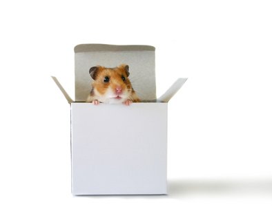 Le stress du décalage horaire altère la mémoire chez l’animal…