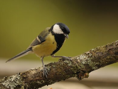 mésange