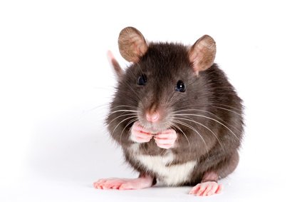 Le sel diminuerait les réactions de stress chez le rat et améliorerait les relations sociales