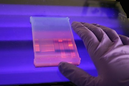 Chez l’animal, le stress entrainerait des modifications génétiques transmissibles aux descendants