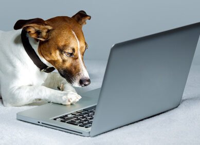 Dog using Laptop