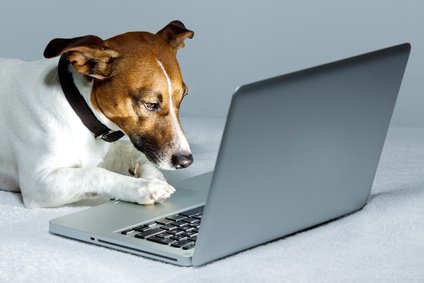 Un nouvel anti-stress en entreprise : le chien!