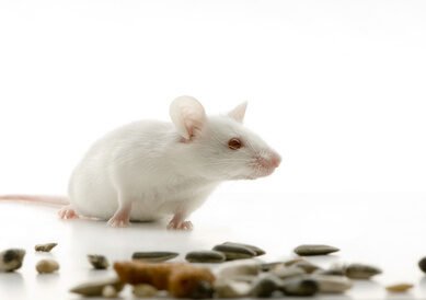 Souris