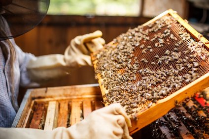 Chez les abeilles, le stress perturbe gravement l’organisation du travail…